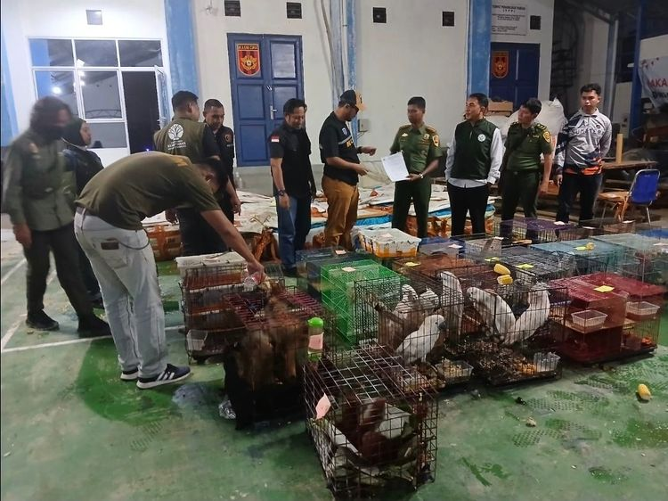 Berita Terkini Penyelundupan Satwa Liar Skala Global