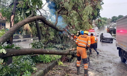 angin-kencang-membuat-pohon-tumbang-di-warung-bogor