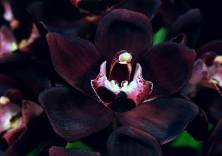 Fakta Unik Tanaman Langka yang Baru Ditemukan di Papua